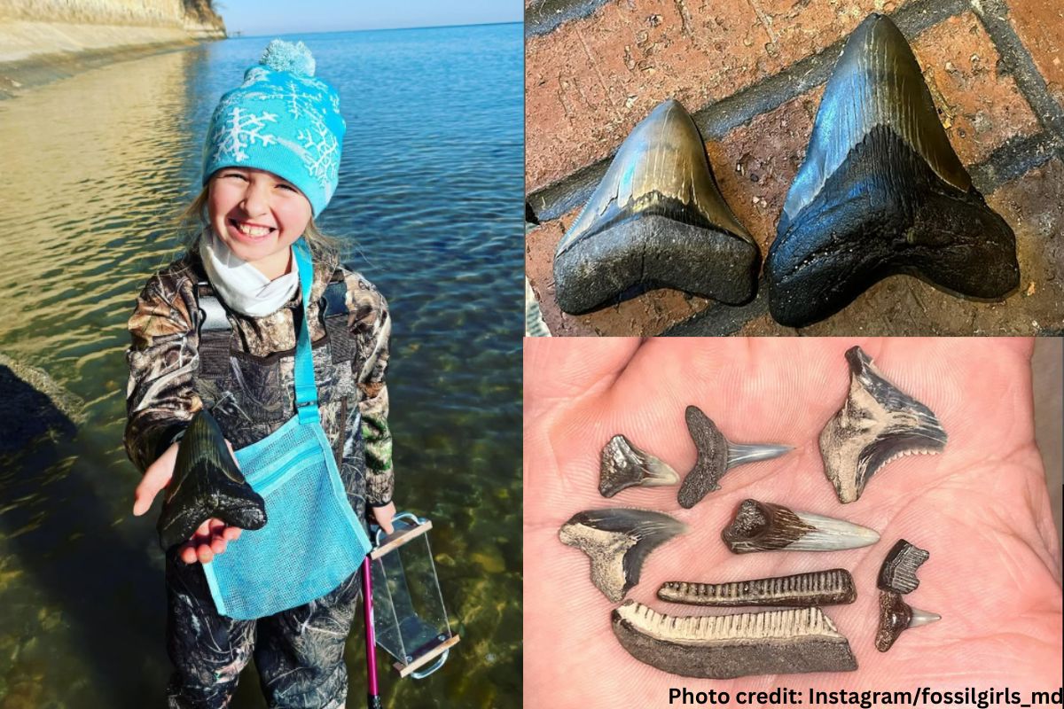 Molly Sampson found a rare megalodon tooth